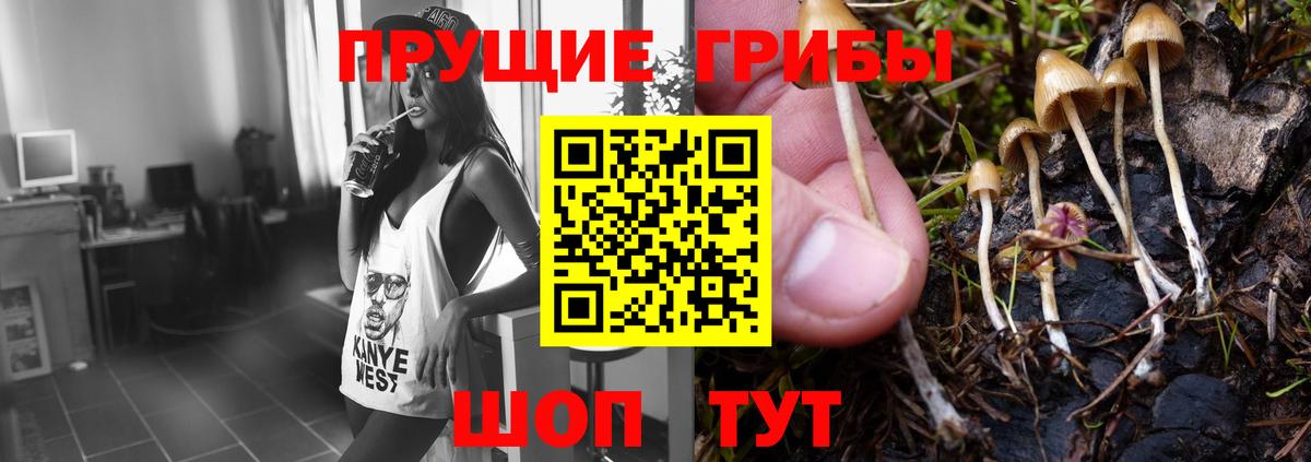 Новороссийск  магазин продажи наркотиков  Вход с VPN  Галлюциногенные грибы мицелий 