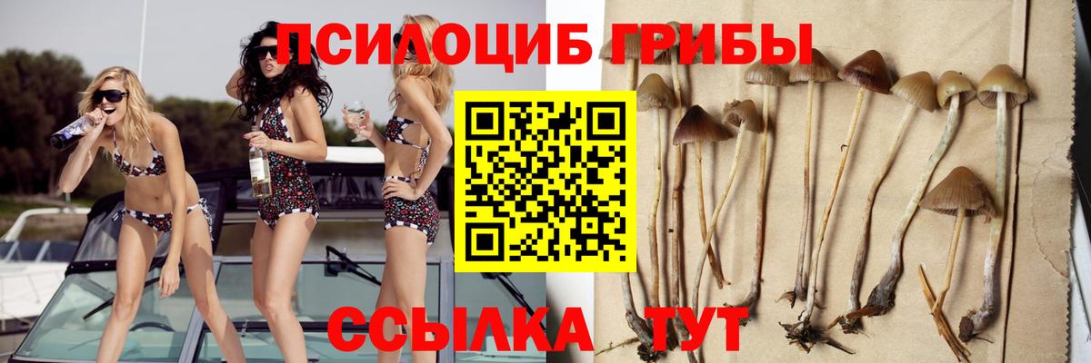 Псилоцибиновые грибы прущие грибы Новороссийск